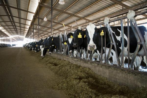 Livestock - Curious Holstein dairy cows feed 