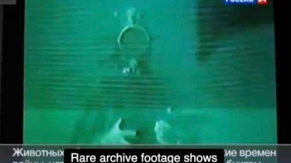 An archival footage shows Black Sea Fleet's combat dolphin attacking a diver as part of a training