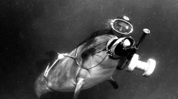 An archival picture of a diver with a Black Sea Fleet's combat dolphin, trained to patrol seas and destroy underwater saboteurs