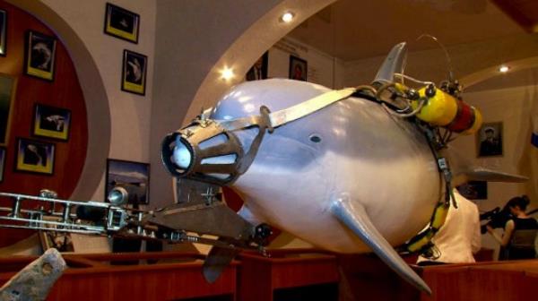 An archival picture of a combat dolphin, trained to patrol seas and destroy underwater saboteurs, in full combat gear