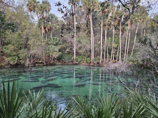 932 manatees swimming in Blue Springs State Park pond surrounded by trees and plants.