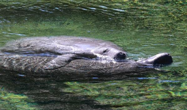 Manatees swimming in Blue Spring State Park near the main spring to warm up in the 73-degree water during cold weather.
