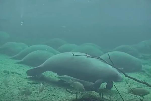 A large group of manatees swimming underwater in Blue Springs State Park, Florida.