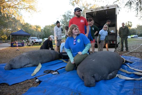 Rescue perso<em></em>nnel carry manatees to the water during mass release of rehabilitated manatees at Blue Spring State Park in Orange City, Florida.