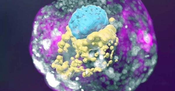 A model of the human embryo entity