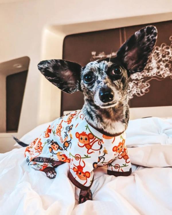 @bygollymisterollie/ CATERS NEWS (PICTURED Ollie the dog feels comfort in their mo<em></em>nkey PJ outfit. ) This pampered pooch has always caught the eye of the public with his huge ears, but now his pawfect fashion sense has taken centre stage.Havin<em></em>g an owner who cherishes her pet so much even helped switch this dog's life from the rubble to the Ritz after she rescued him from co<em></em>nditions she was not comfortable speaking a<em></em>bout.Ollie, the three-year-old Chiweenie internet sensation, is a mix between a chihuahua and a mini-dachshund, which gave his owner quite the shock when his ico<em></em>nic 'bat' ears flopped out as he grew up.His owner, Cassandra Wildberger, from Virginia, USA, has treated her pup to the high life by dressing him in hundreds of outfits, which he showcases to his huge number of followers online. SEE CATERS COPY.
