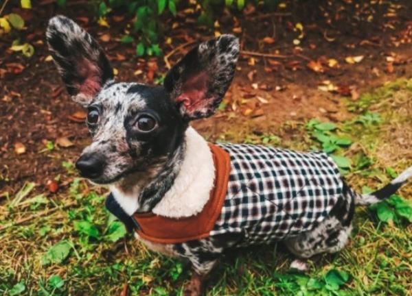 @bygollymisterollie/ CATERS NEWS (PICTURED Ollie the dog feels comfort in their jacket while going for walkies ) This pampered pooch has always caught the eye of the public with his huge ears, but now his pawfect fashion sense has taken centre stage.Havin<em></em>g an owner who cherishes her pet so much even helped switch this dog's life from the rubble to the Ritz after she rescued him from co<em></em>nditions she was not comfortable speaking a<em></em>bout.Ollie, the three-year-old Chiweenie internet sensation, is a mix between a chihuahua and a mini-dachshund, which gave his owner quite the shock when his ico<em></em>nic 'bat' ears flopped out as he grew up.His owner, Cassandra Wildberger, from Virginia, USA, has treated her pup to the high life by dressing him in hundreds of outfits, which he showcases to his huge number of followers online. SEE CATERS COPY.
