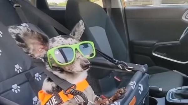 Big-eared dog loves to dress up