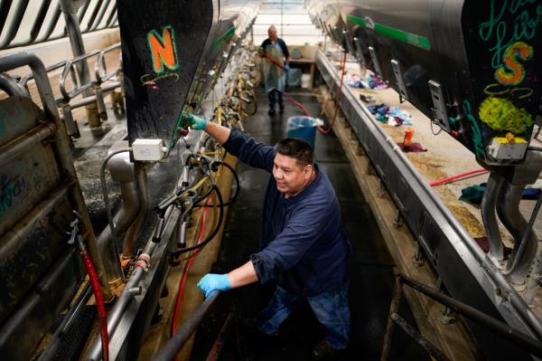 Priso<em></em>ner Sylvester Hameline works at milking equipment in the dairy at the Mo<em></em>ntana State Prison Wednesday, Aug. 16, 2023, in Deer Lodge, Mont. 