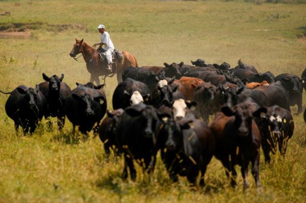 Priso<em></em>ner Matthew Boivin moves cattle on horseback while working at the Cummins Unit of Arkansas Department of Corrections, Friday, Aug. 18, 2023, in Gould, Ark. 