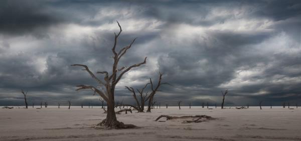 Dead trees in a desert