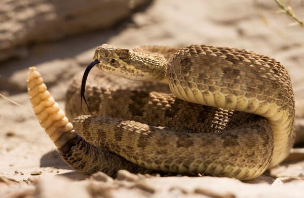 A prairie rattlesnake warns approaching hikers with a rattle of his tail in Dinosaur Provincial Park, Alberta.