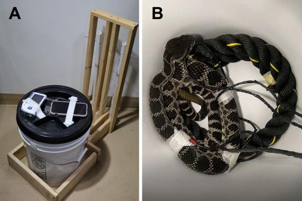 Snakes in a bucket.
