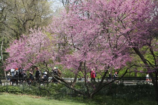 The flowering trees in Central Park.