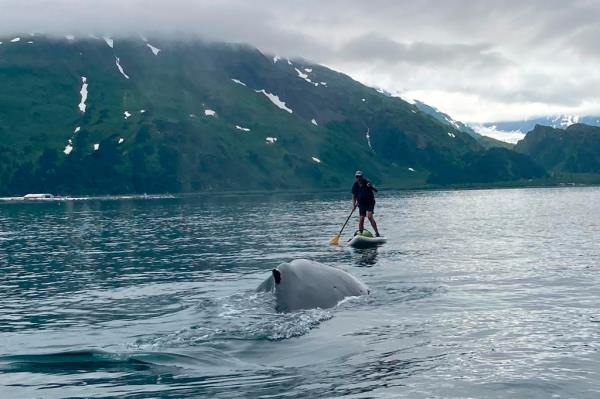 In this photo provided by Brian Williams, a whale approaches his father, Kevin Williams, while he was paddleboarding in Prince William Sound near Whittier, Alaska, on July 13, 2023. 