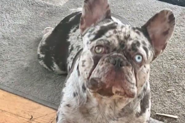 o<em></em>nyx the french bulldog