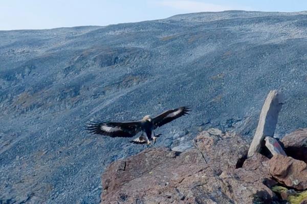 golden eagle