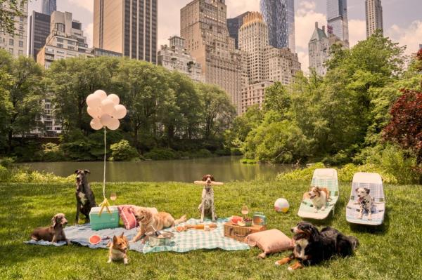 A group of eight dogs posing on a picnic blanket with wine, cheese, and a giant baguette in Central Park.