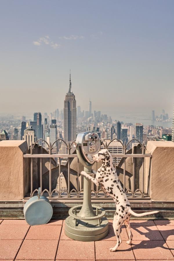 Six dogs, including a poodle in a Pucci scarf and pink pillbox hat, posing in various scenes outside the Plaza Hotel for Gray Malin's new book 'DOGS' Signed Collector's Edition.