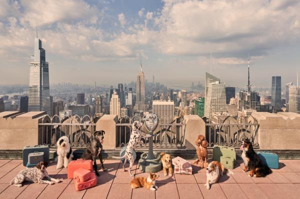 A group of dogs on a rooftop observation deck overlooking a city, from Gray Malin's book: DOGS Signed Collector's Edition Welcome to New York