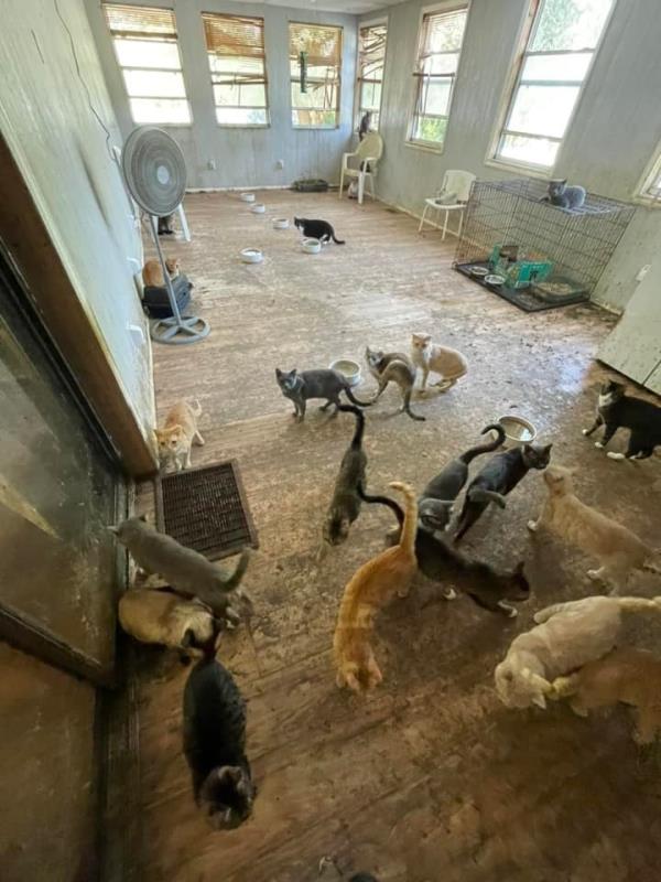 The deputy first entered an enclosed porch wher<em></em>e he saw several wire cages with a<em></em>bout 75 chickens, peacocks and ducks, some of which appeared to be malnourished and sick, authorities said