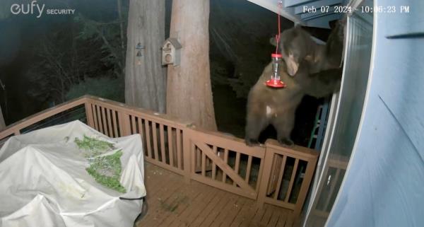 bear looking through window
