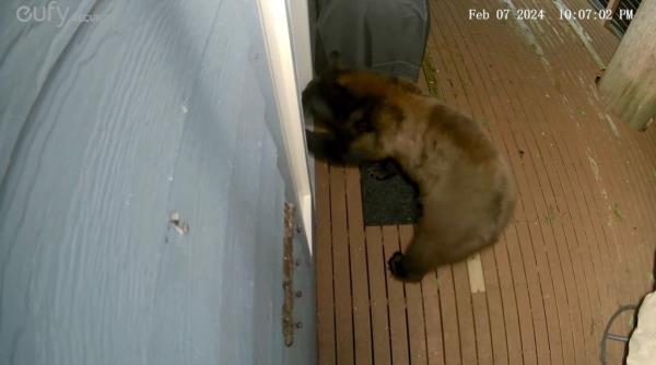bear trying to get through doggie door.