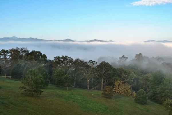 Deerpark view on Biltmore Estate. 