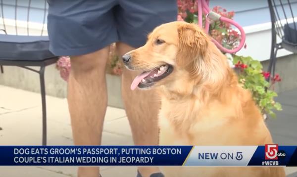 An engaged Boston couple’s wedding ceremony is in jeopardy after their dog chewed up the man’s passport — less than two weeks before they are due to be married in Italy.