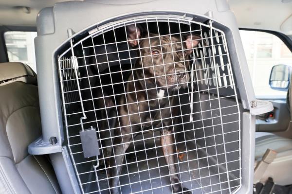 Pitbull seen in crate in car