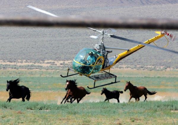 Eleven wild horses have died so far during a roundup in Nevada.