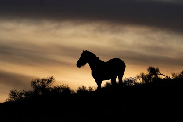 mustang on a hillside