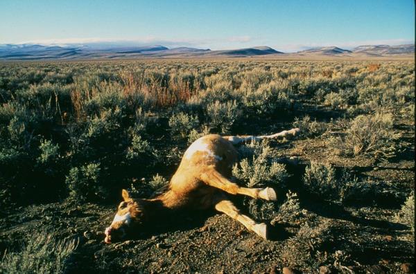 A dead Wild Mustang lays 