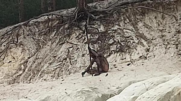 The man was spotted unkempt in ragged clothing in the deep wilderness of the Harz mountains in Germany.