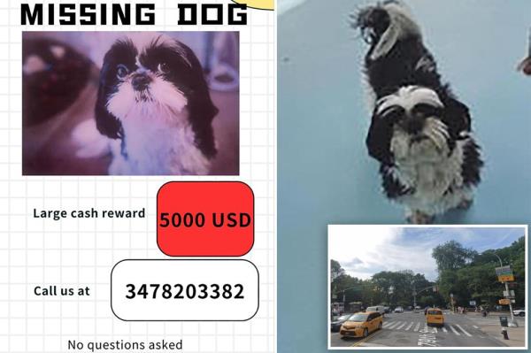西施犬在中央公园被偷，家人悬赏五千美元
