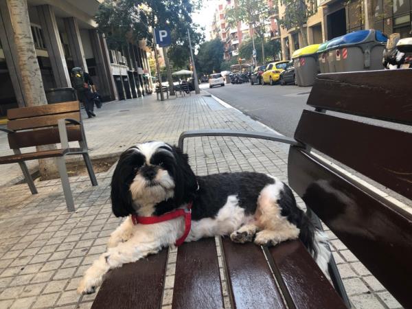 A photo of Panda in a red halter leash, sitting on a dark colored bench.