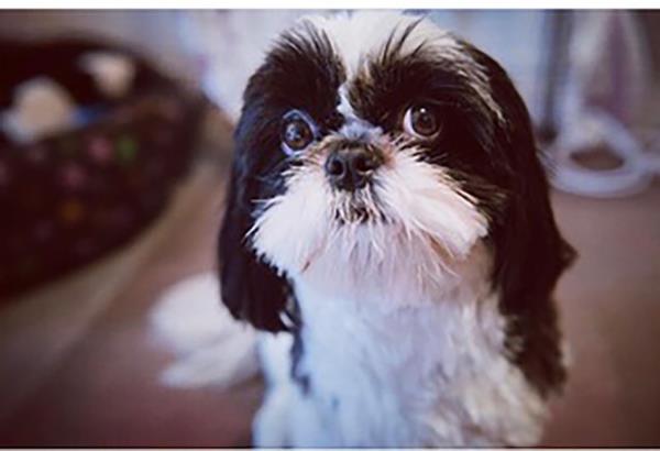 Panda, a black and white shih tzu