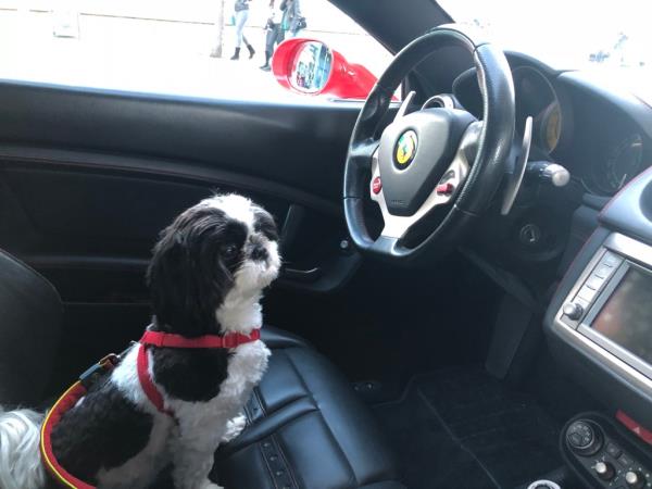 A photo of Panda in a car, behind the wheel