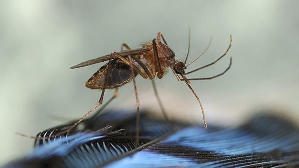 Mosquitoes can carry the EEE disease and infect people.