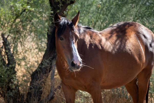 An equine disease that can spread to and kill people has been spotted in upstate New York.