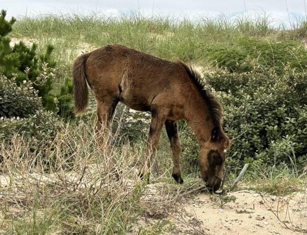 Health officials are warning that horses may carry a fatal disease that humans can co<em></em>ntract through mosquito bites.
