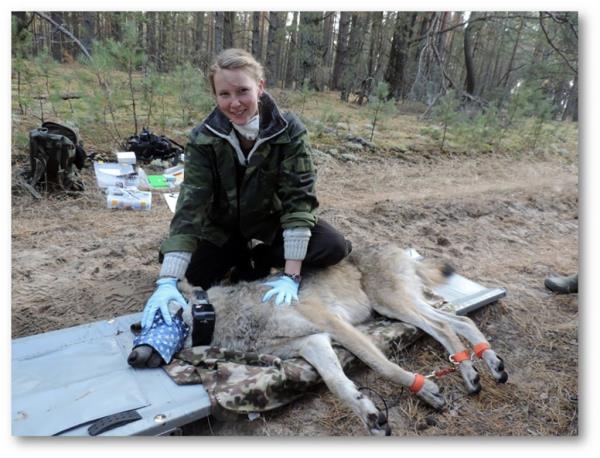 Cara Love kneels above a sedated wolf with a special tracking collar on it. 