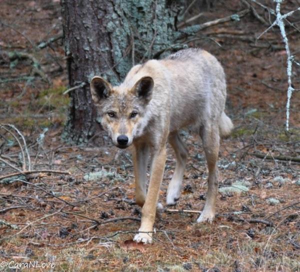 A wolf crouches down in front of trees. 