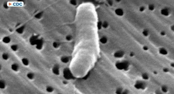 A parasitic brain worm spread by rats and snails has been co<em></em>nfirmed in Georgia, according to the findings of a recent study.