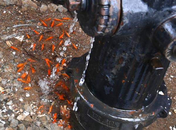 Another picture of the fish swimming around the ba<em></em>se of the hydrant.