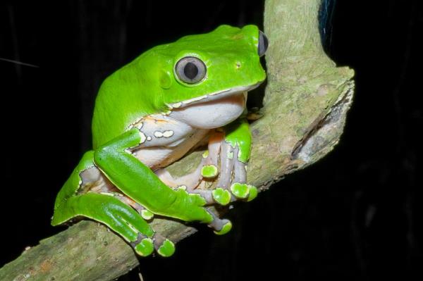 A green Giant Mo<em></em>nkey Frog sitting on a branch