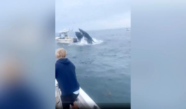 The breaching humpback whale toppled a small fishing boat.