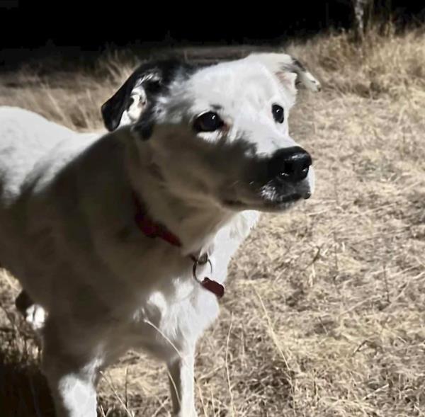 Patches went missing from Colorado over 4 years ago.