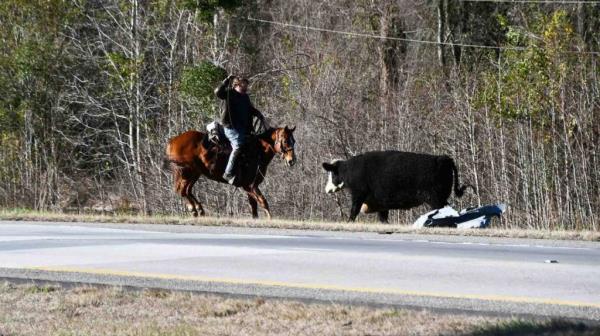 Cattle roundup involving riders on horseback using lassos to catch loose cows that escaped I-95 crash and roamed SC neighborhoods.