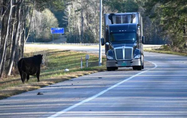 Several cows wander on the side of a road, with one standing next to the pavement.